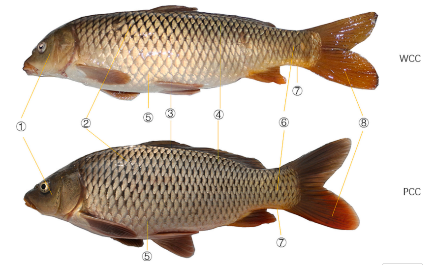 黄瓜视频免费看時助力河南師範大學在國際知名期刊《Aquaculture》發表研究成果2