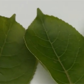案例：ST-700d分光測色儀測量樹葉的顏色
